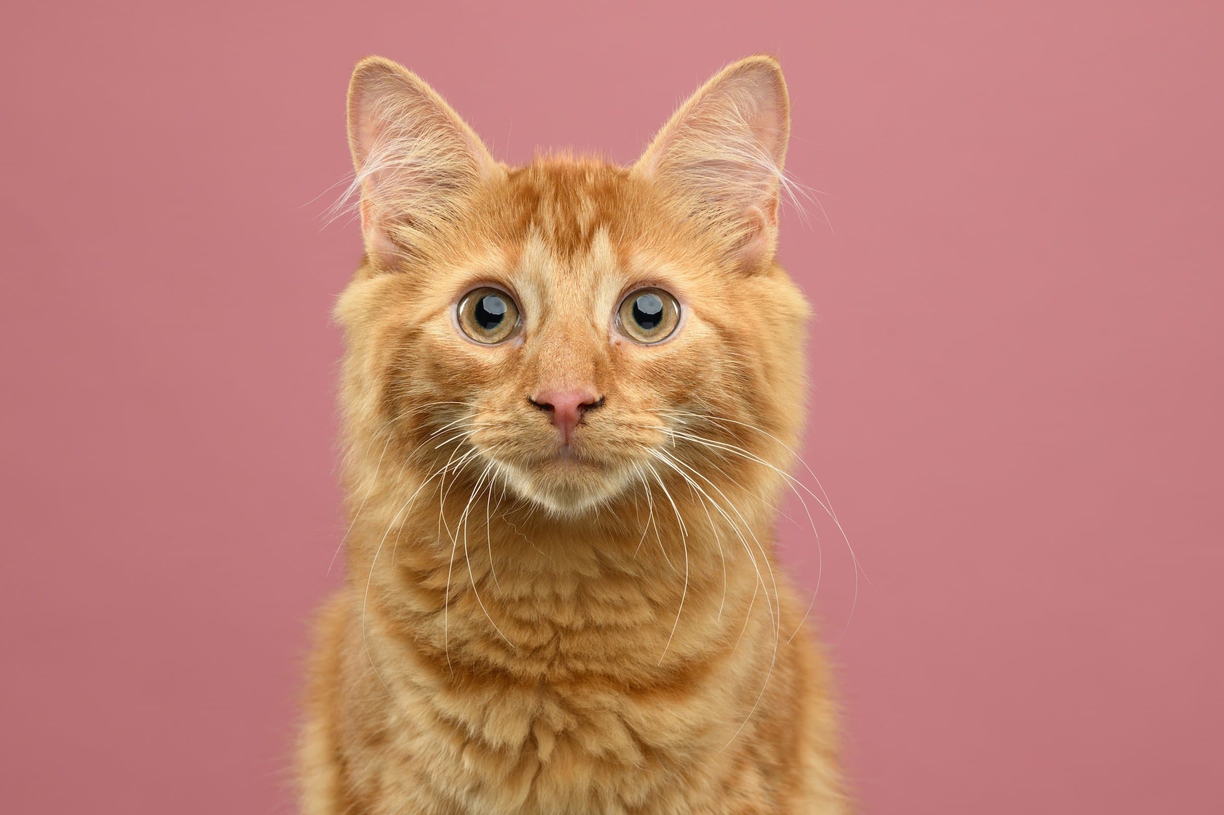 Katten Tour met Gids
