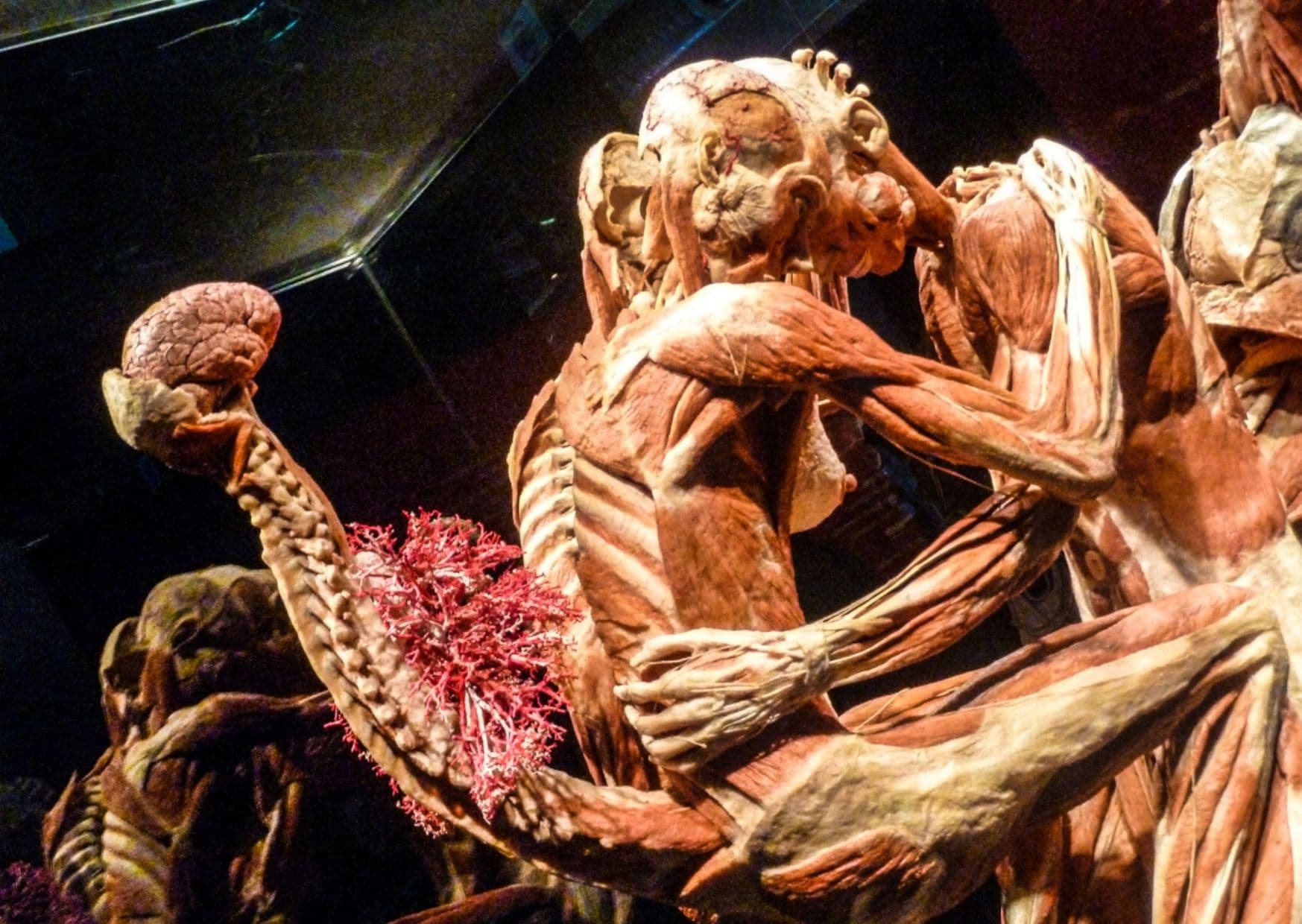 BODY WORLDS: The Happiness Project